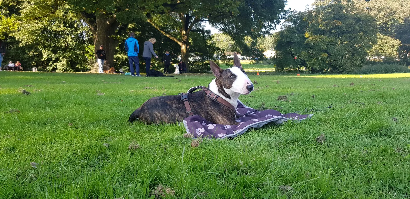 Ruhetraining beim Hund